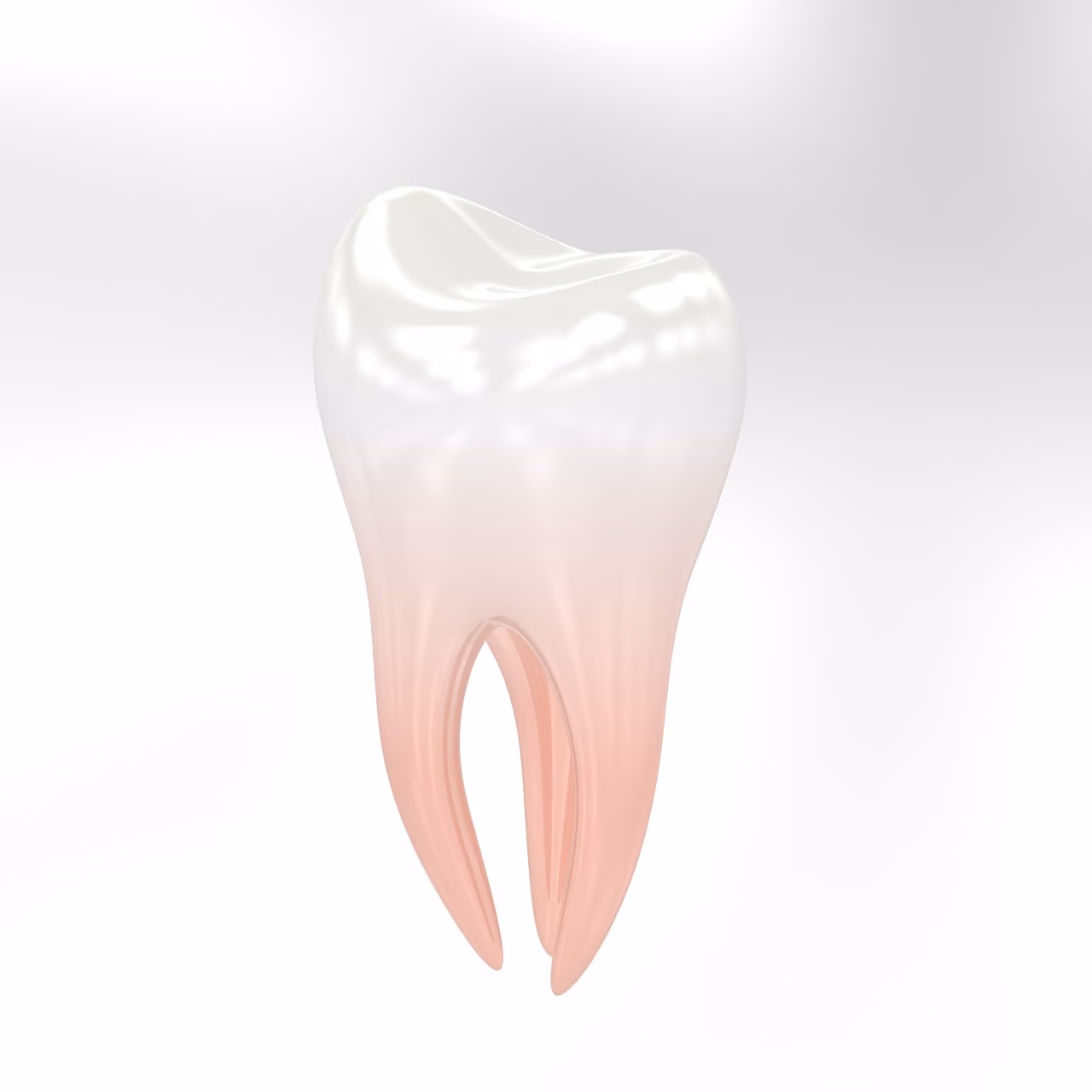 Illustration of a single molar tooth showing its crown and two roots
