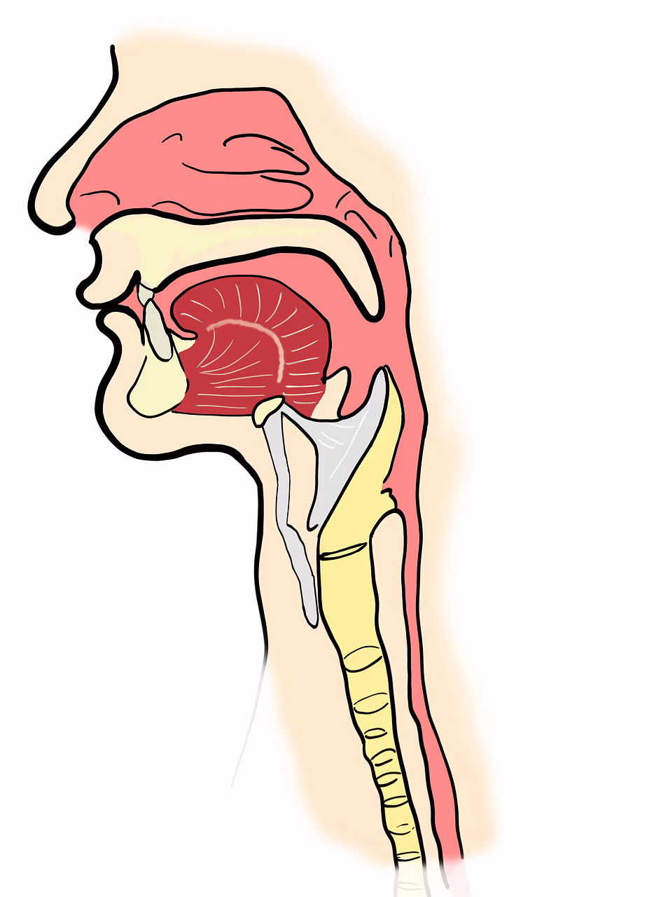 Cross-section anatomical illustration of the mouth, tongue, palate and throat